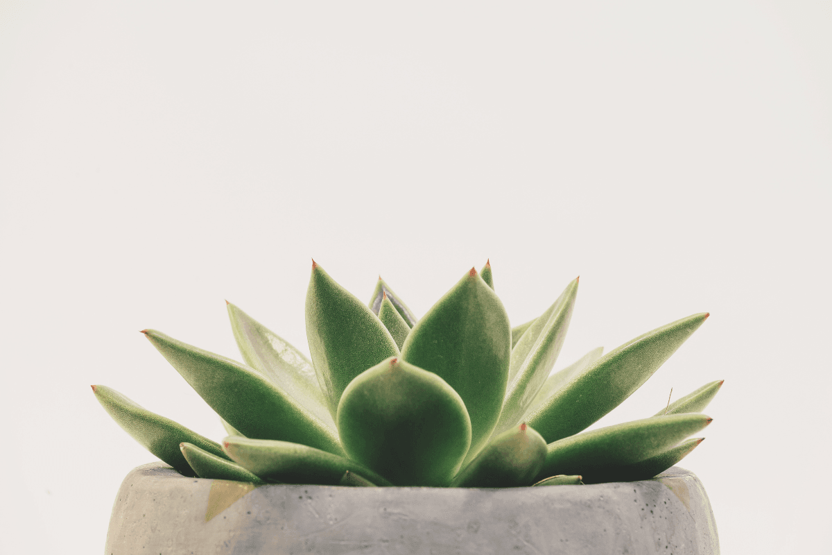 Suculenta verde con hojas puntiagudas de puntas rojas en maceta de cemento gris minimalista.