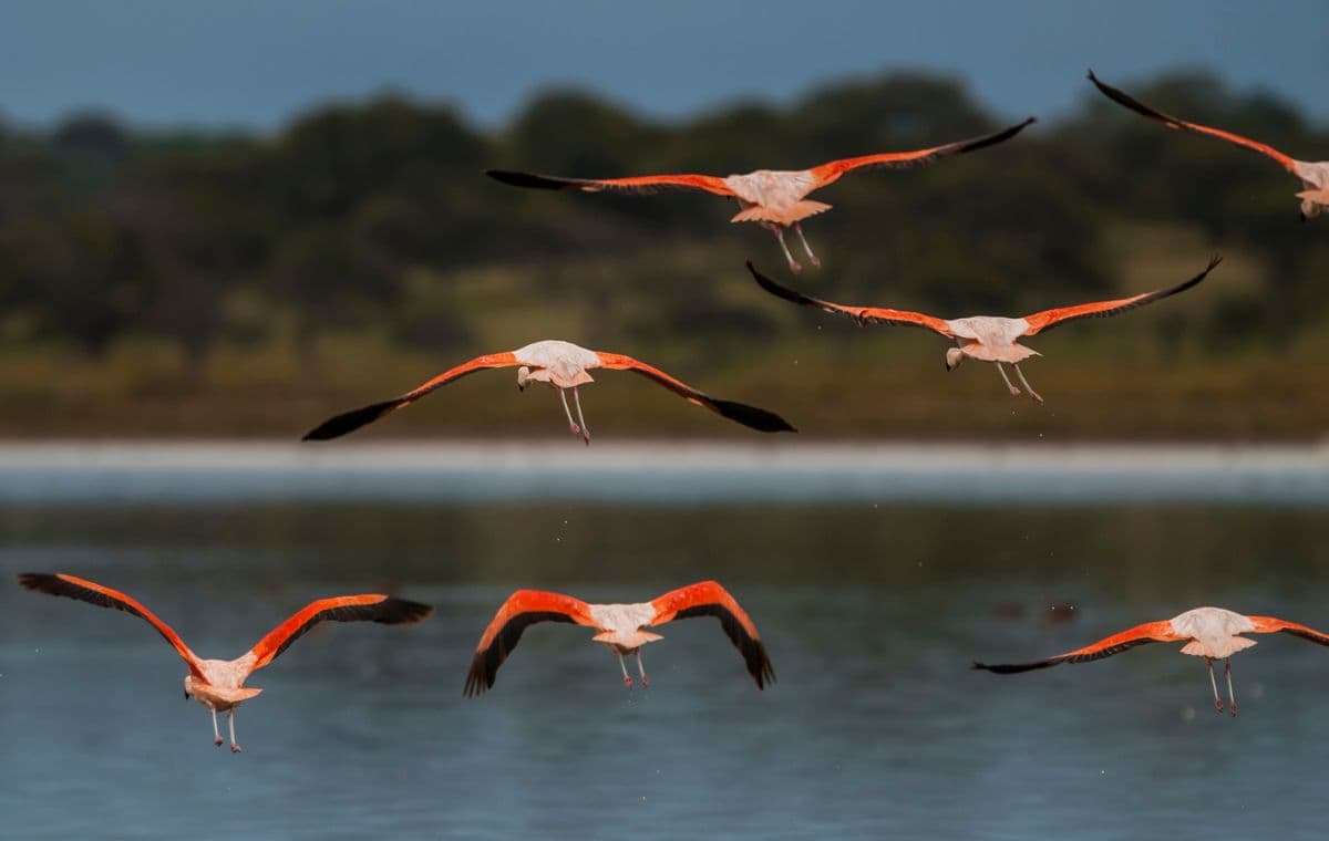 Flamencos rosados volando sobre el agua con sus alas extendidas y puntas negras.